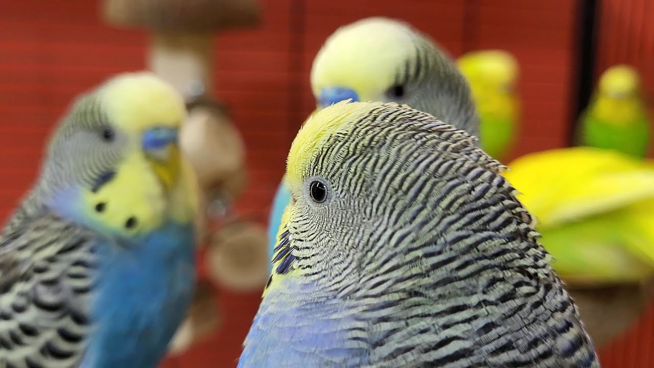 budgie sounds