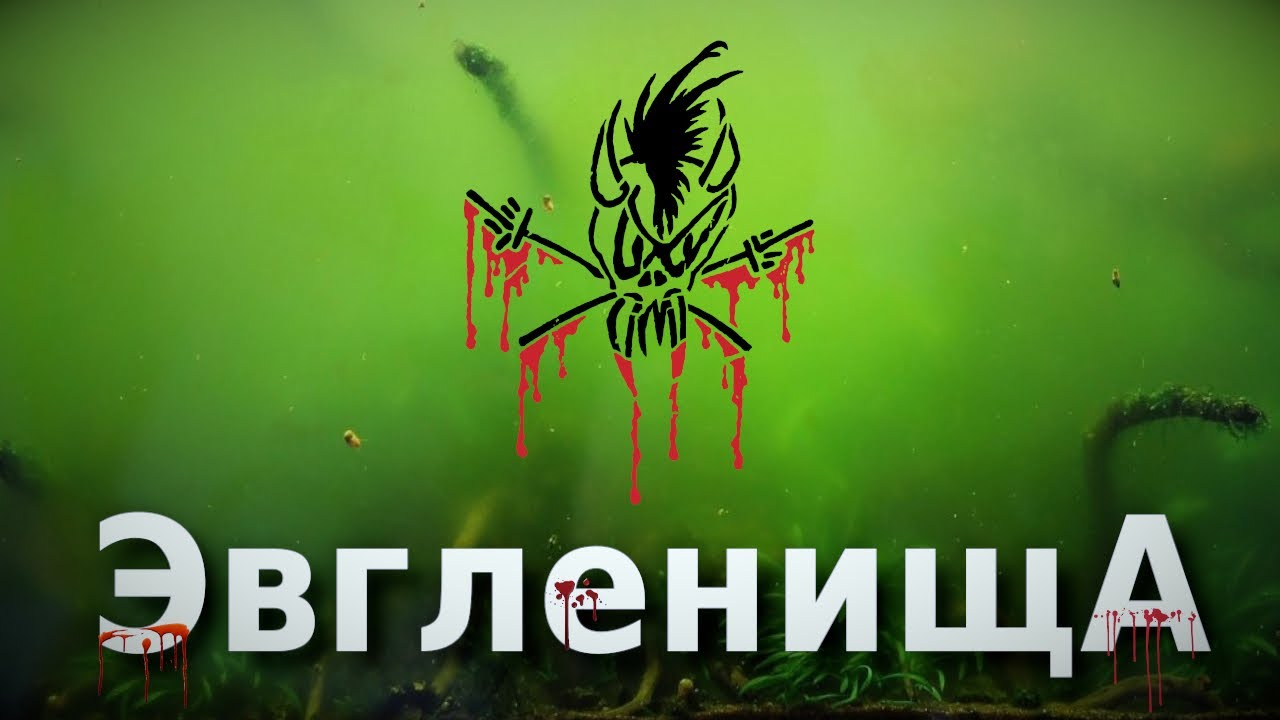 Зеленая вода в аквариуме или как плюнуть в душу Эвглене?!