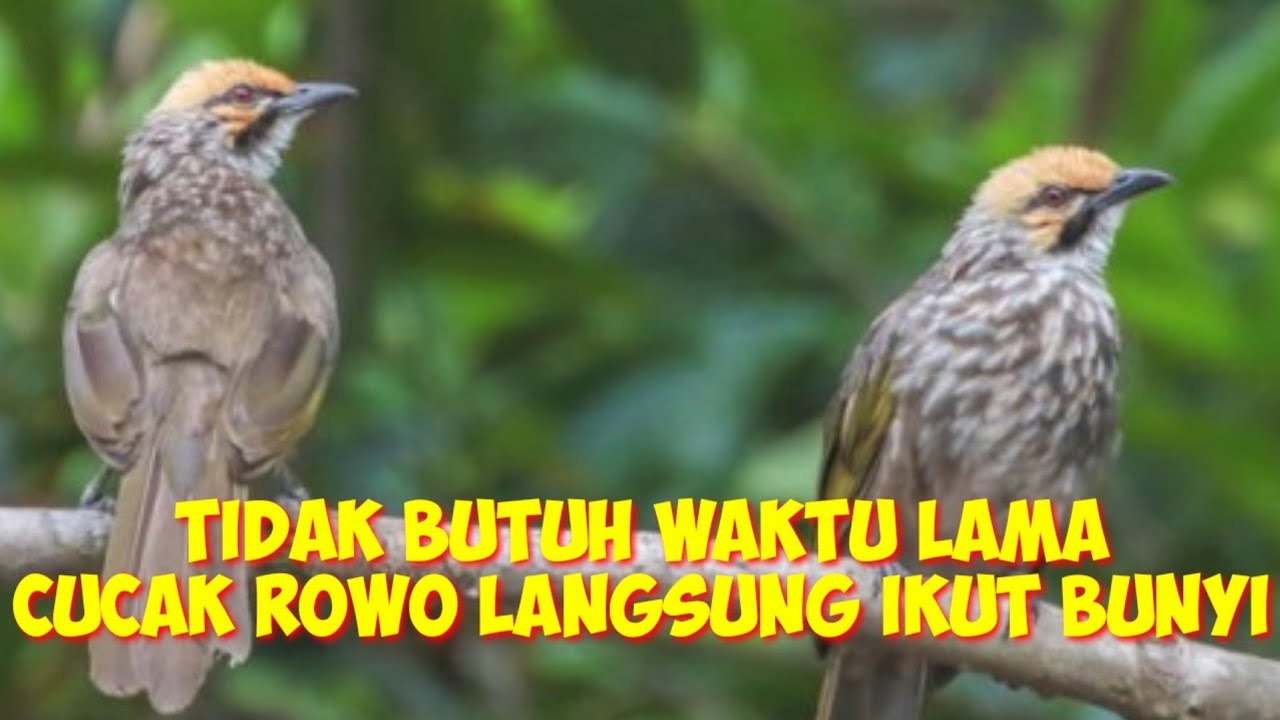 tidak butuh waktu lama , cucak rowo langsung ikut bunyi