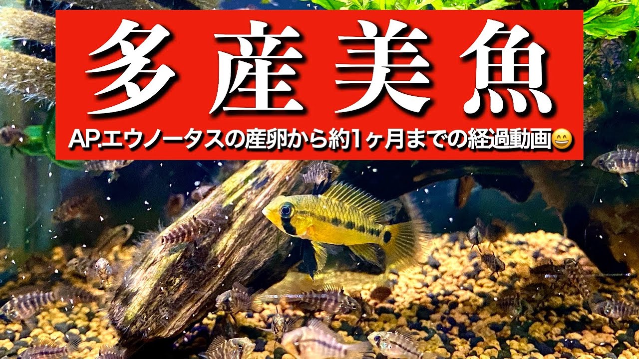 多産美魚　APFKで購入したAp.エウノータスが産卵してそこから1ヶ月の稚魚経過動画をお送り致しますm(_ _)m