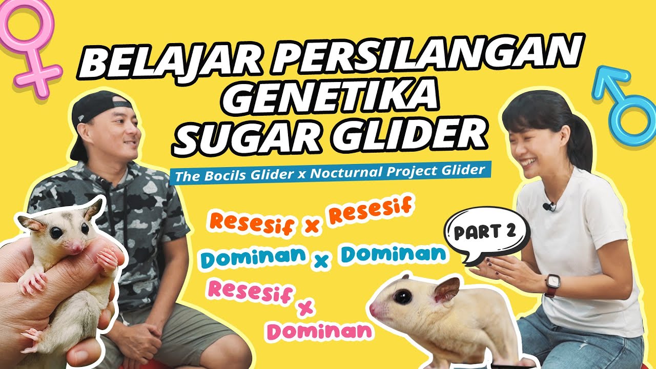 Belajar Persilangan Perkawinan Sugar Glider Bareng NOCTURNAL PROJECT GLIDER! (Part 2)