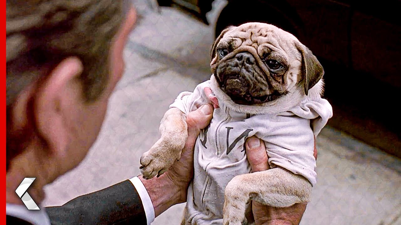 Top 10 der S&Uuml;SSESTEN TIERE in Filmen!