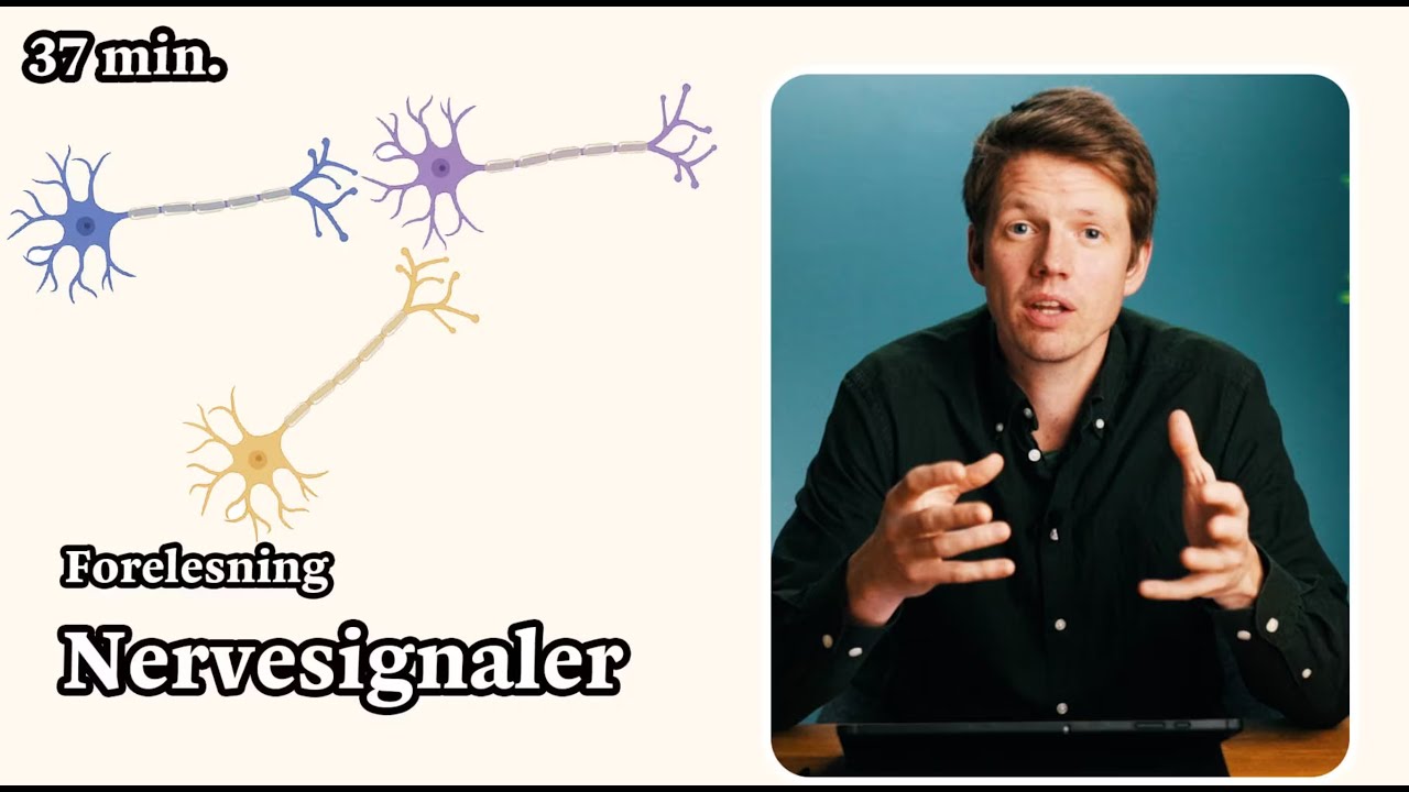 Nervesignaler og reflekser. Alt du trenger å kunne til eksamen i biologi 1