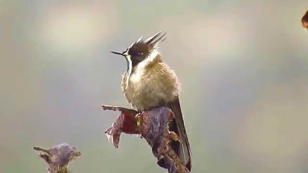 Endemic, Green-bearded Helmetcrest, Oxypogon guerinii, Paramo de Chingaza, Bogota Birding