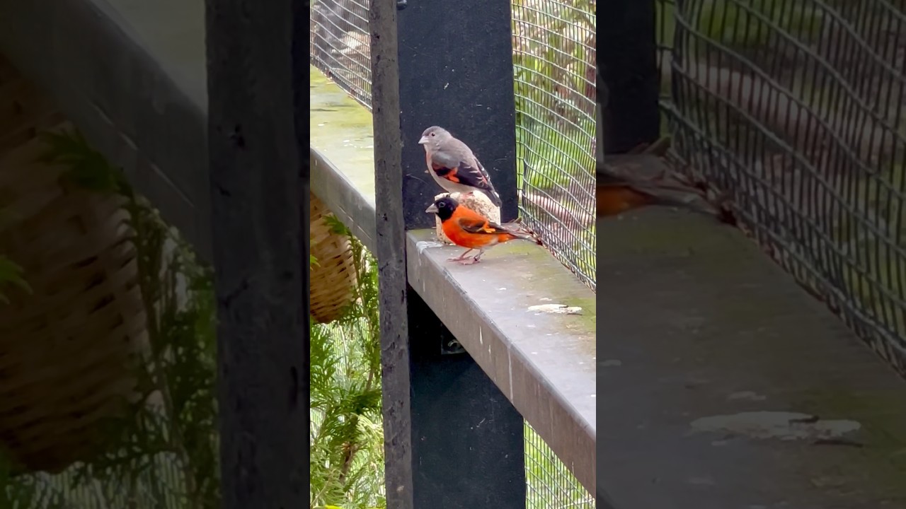 Red Siskin Pair eating calcium / mineral stone | Aviary Birds | Bird Sounds #birds #bird #aviary