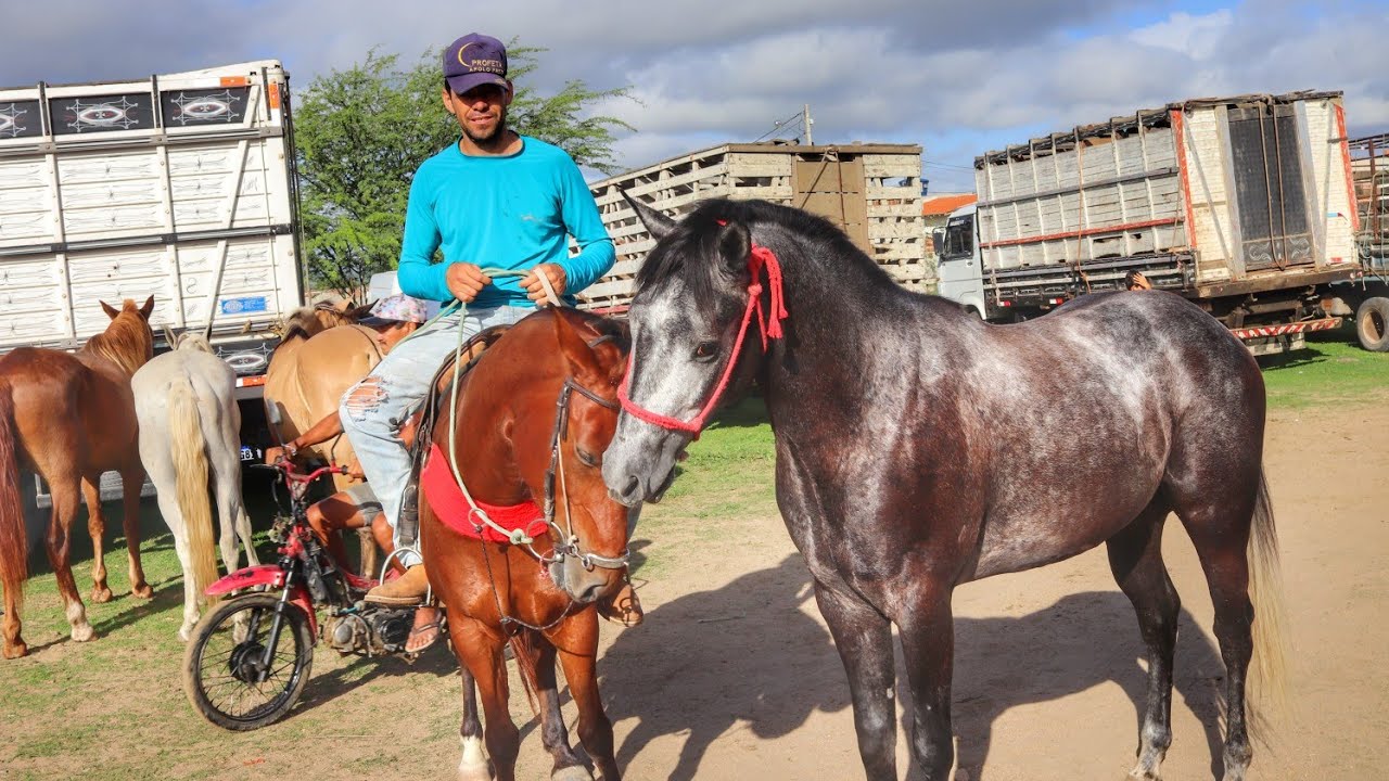 🐎💲FEIRA DE CAVALO EM CACHOEIRINHA PE - VOLTAMOS PRA PESQUISA DE PREÇO!! (08/04/2021)