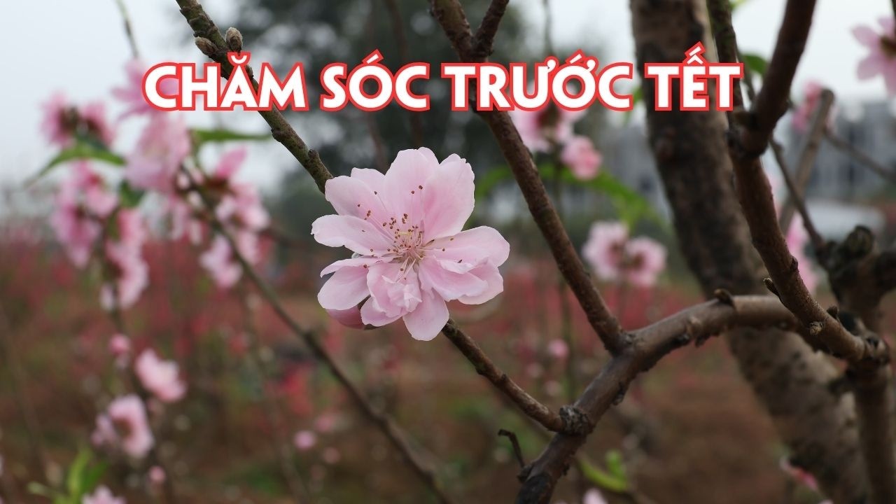 Chăm sóc vườn Đào trước Tết Bính Ngọ