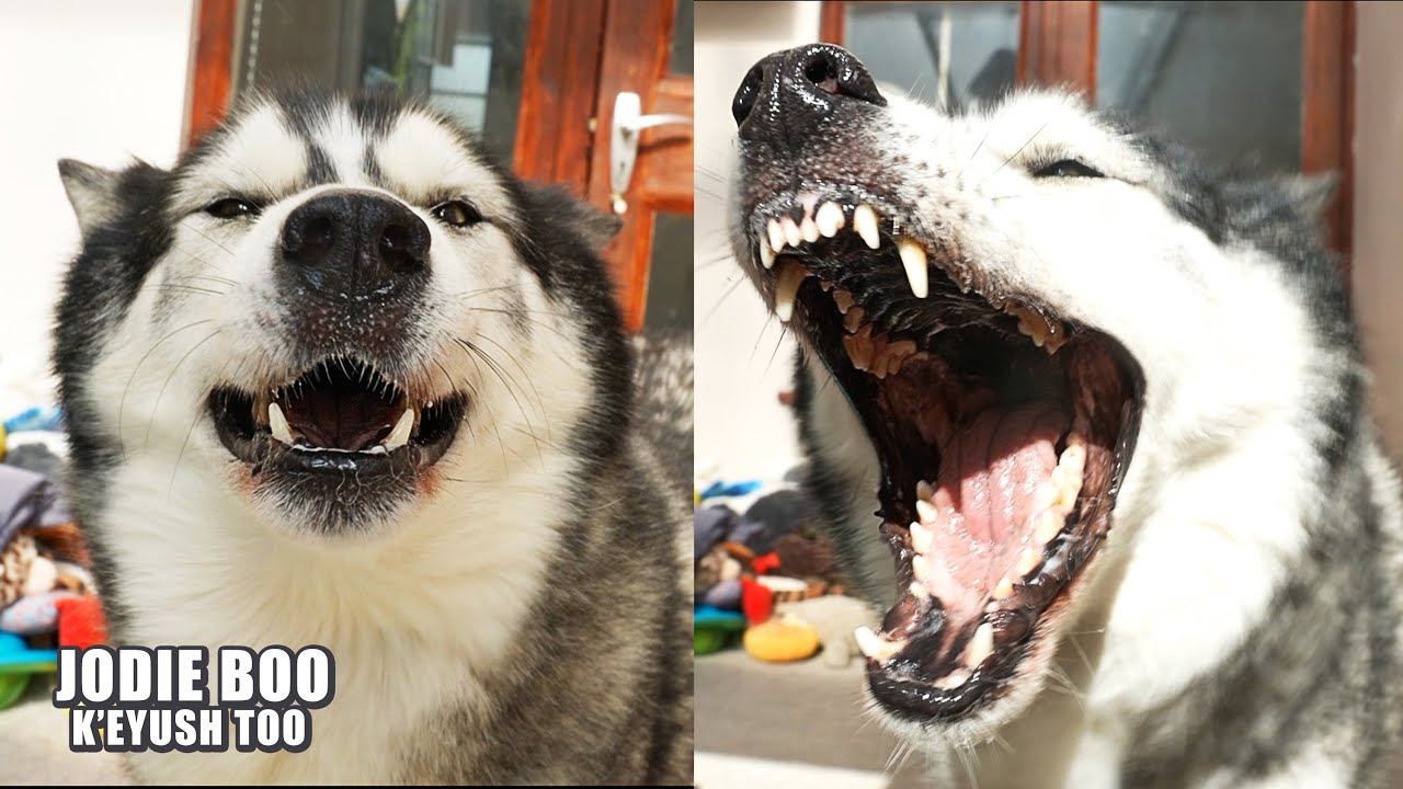 Husky Has LOVE HATE Relationship With Hair Blower!