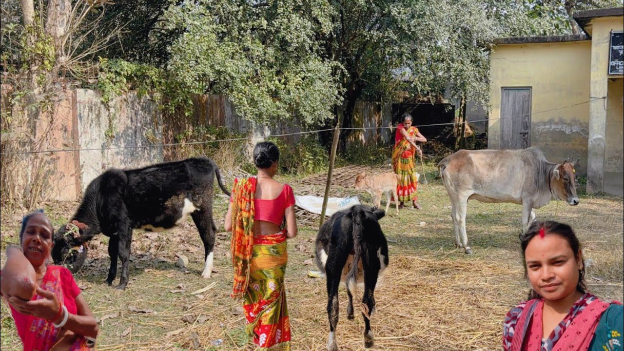 জার্সি গরুর একি ভয়ঙ্কর রূপ শাশুড়িকে ঢিশ দিয়ে মাটিতে লটিয়ে দিলো #cow #dailyvlog #pujabapigallary 