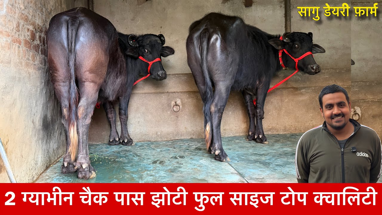 2 ग्याभीन चैक पास झोटी फुल साइज टोप क्वालिटी Saghu Dairy Farm ✅