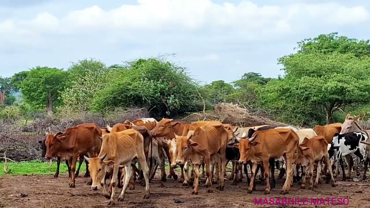 HALI MBAYA SANA