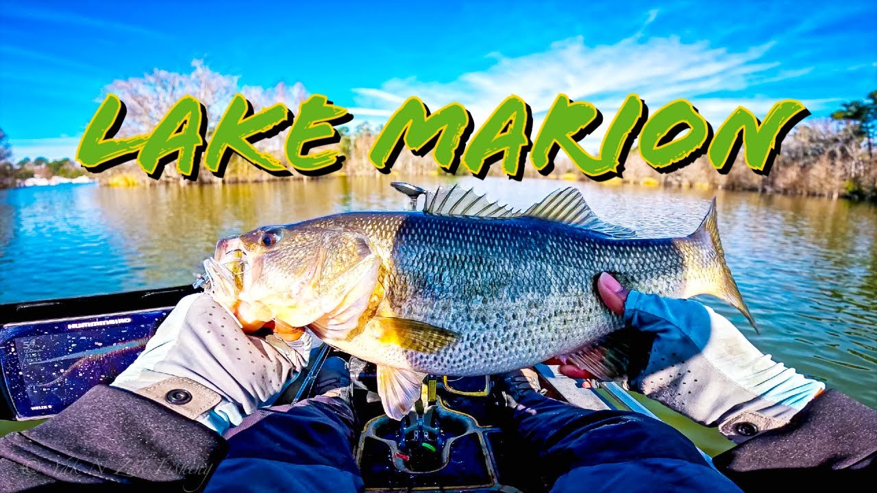 My #1 BAIT This Spring for Lake Marion..It's No Surprise.