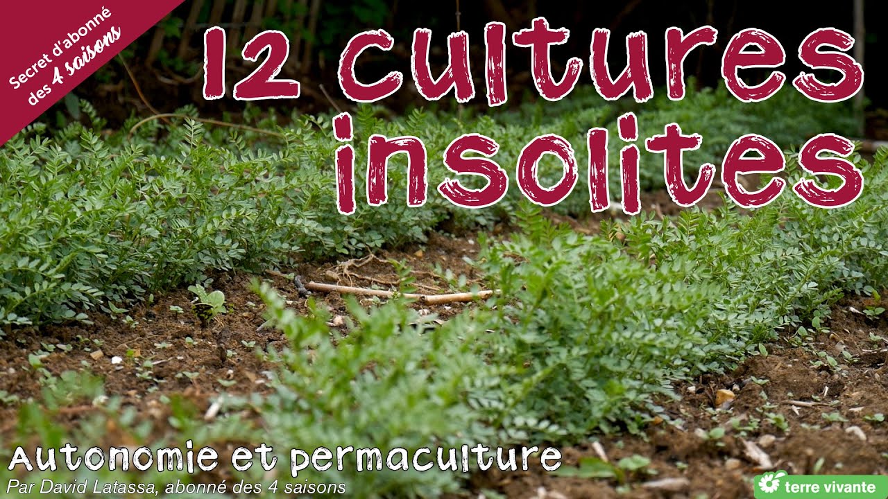 12 légumes/aromatiques insolites - Autonomie et permaculture avec David