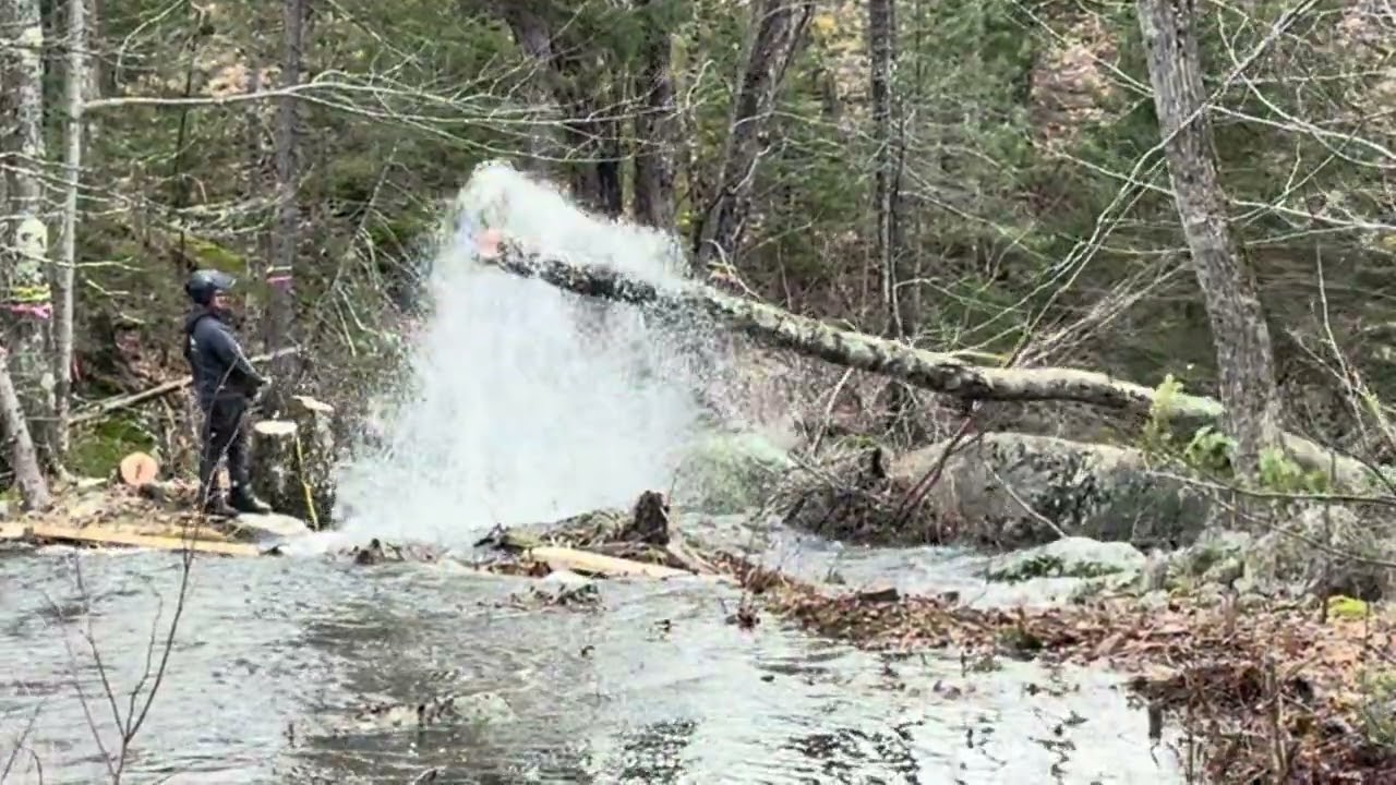 Clearing for an alewife waterway improvement project. 