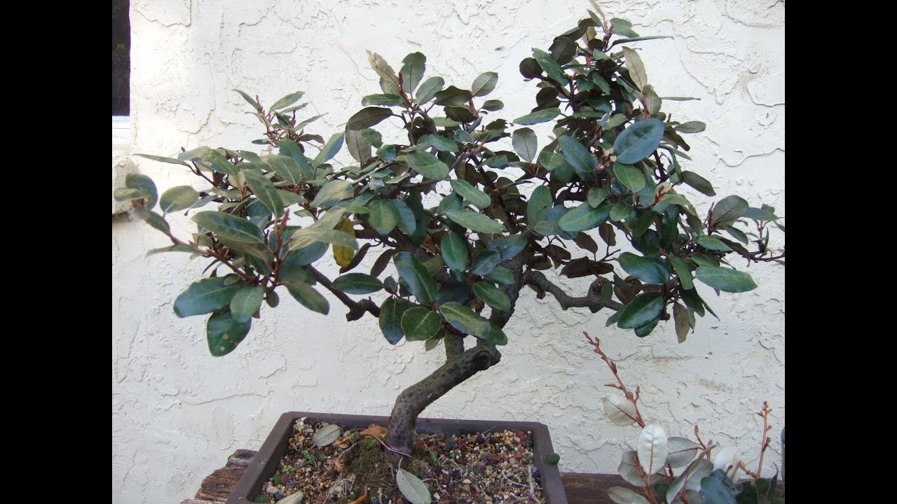 Elaeagnus Part One