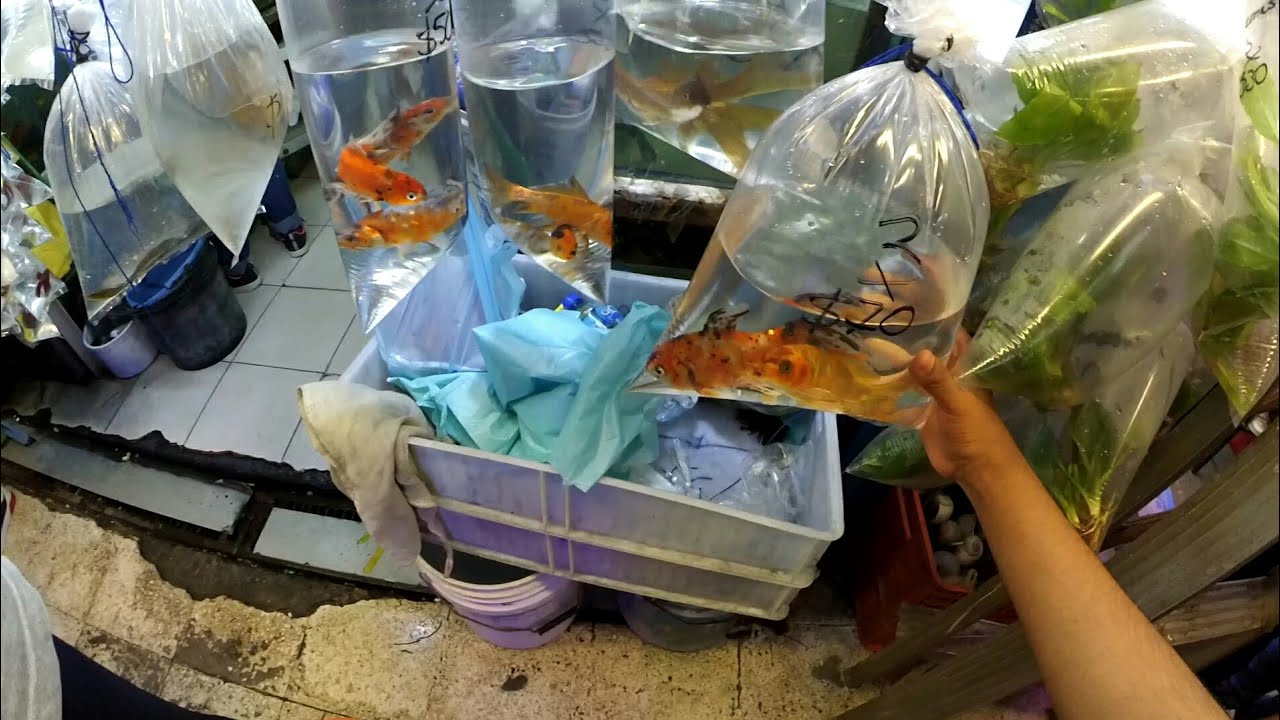 Esto le COMPRE a mi papá en el MERCADO MIXHUCA, ¡Comprando CARPAS KOI! - YayoVlogs