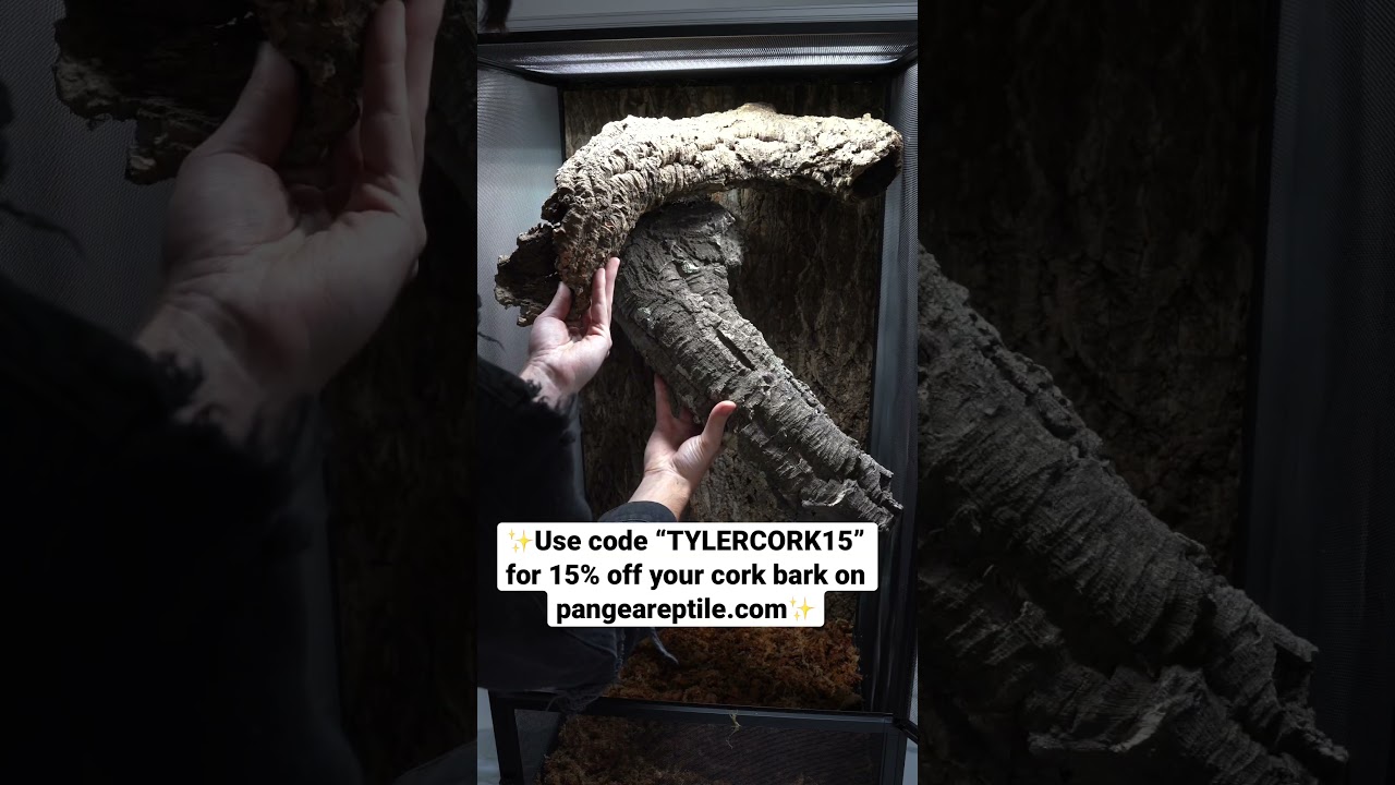 Abronia deppii enclosure setup!