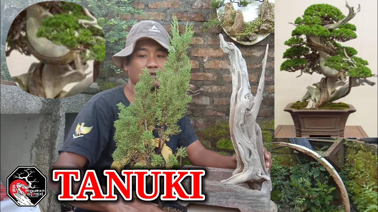 CARA MEMBUAT BONSAI TANUKI