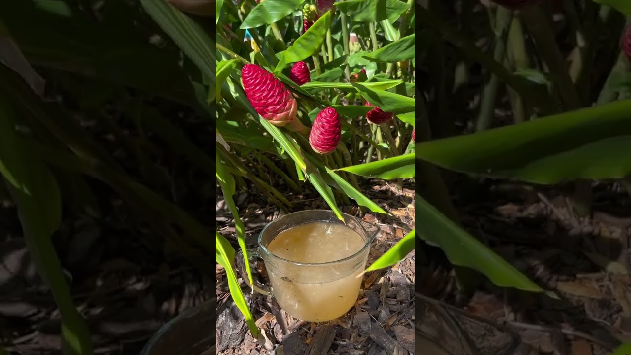 Harvesting And Storing Shampoo Ginger
