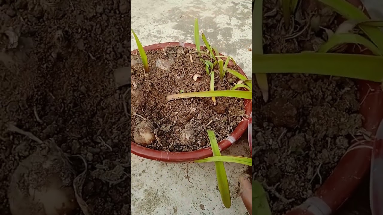 বাল্ব জাতীয় গাছে এই কাজটি এখনই না করলে তাড়াতাড়ি ফুল পাওয়া যাবে না4 February 2026