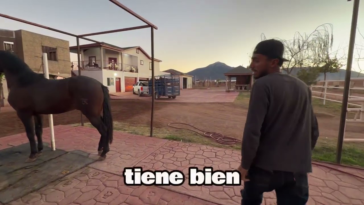 Un día en las caballerizas 