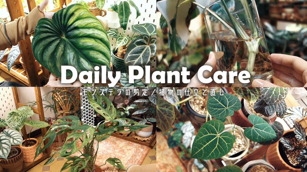 【観葉植物】形が崩れた観葉植物を美しく整える丨モンステラの剪定丨植え替え丨インテリアグリーン丨plant collection丨plant tour丨house plants🌱