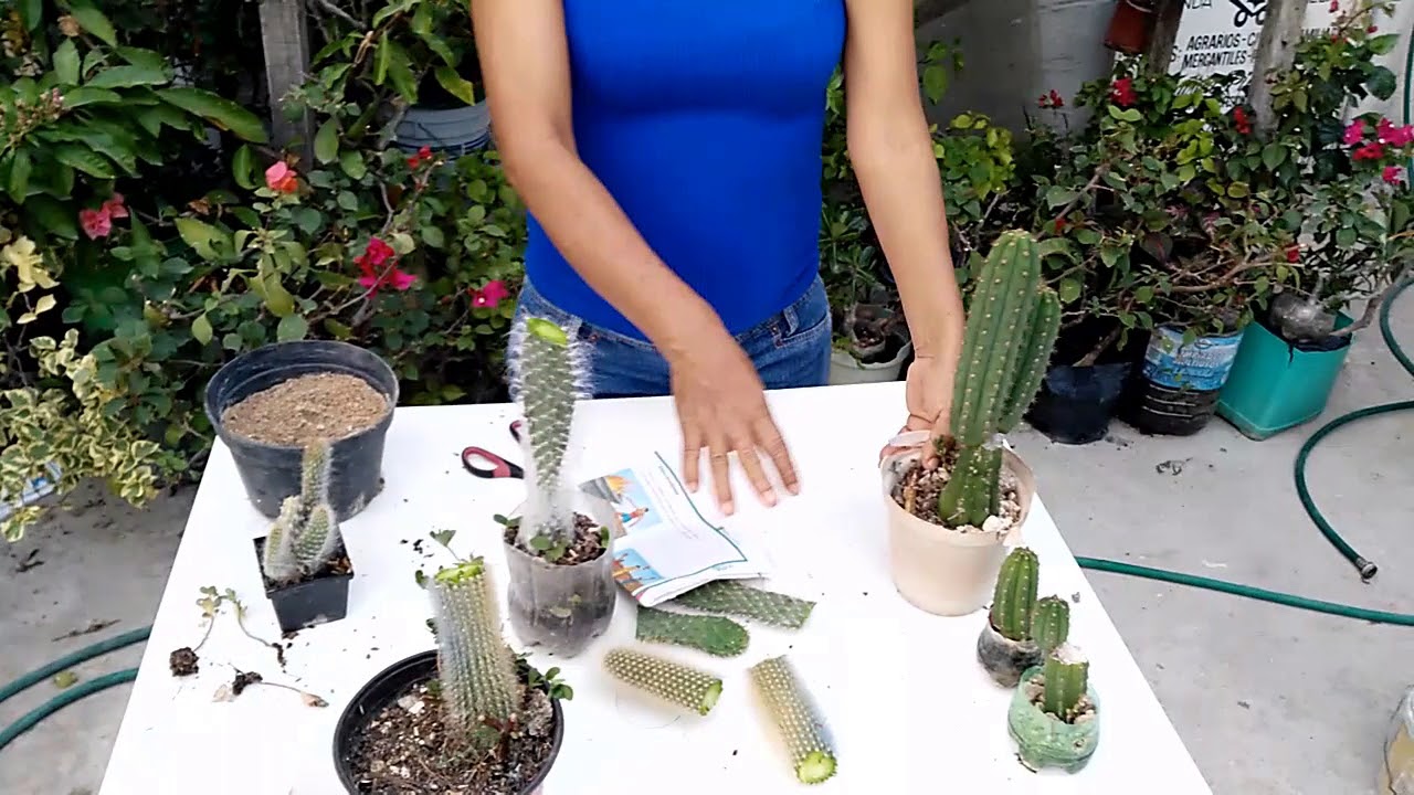 Como Reproducir Cactus por Esquejes (Corte)