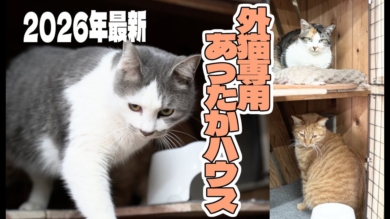 【2026年最新】やりすぎ野良猫専用あったかハウス(=^・^=) #cat