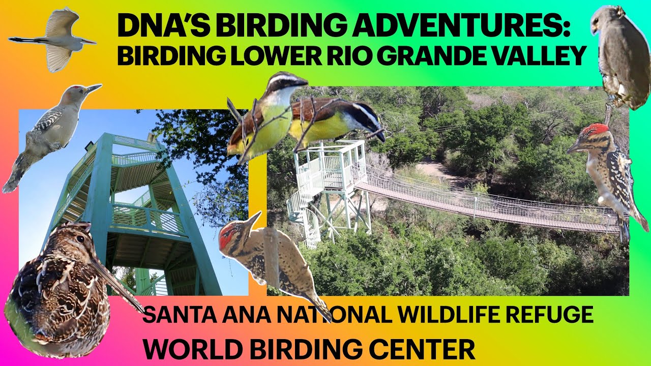 Birding Santa Ana National Wildlife Refuge WORLD BIRDING CENTER in the Lower Rio Grande Valley ❤️