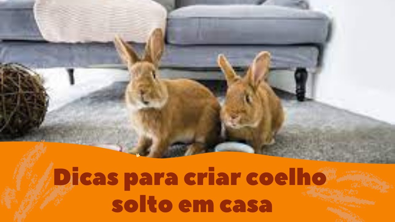 Dicas para criar coelho solto em casa