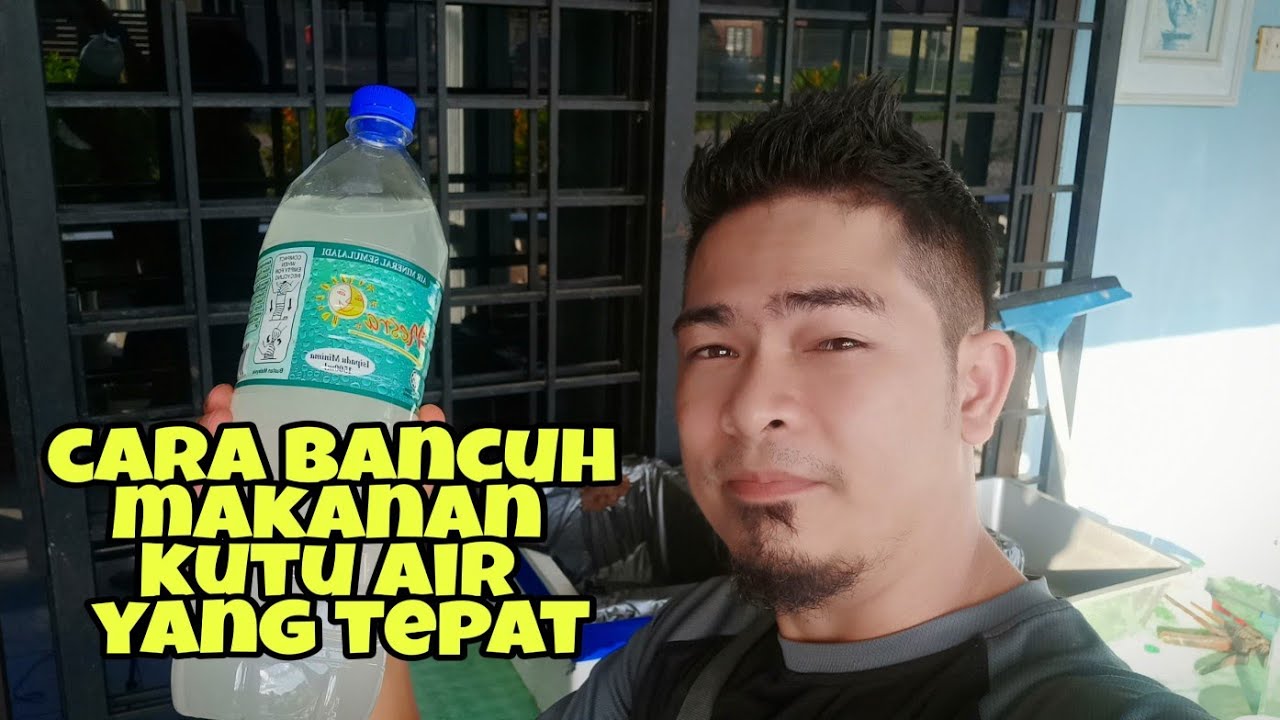 makanan kutu air dahpnia magna/moina