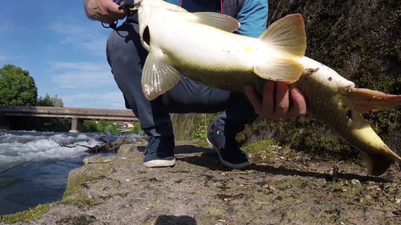 Barbo gigante