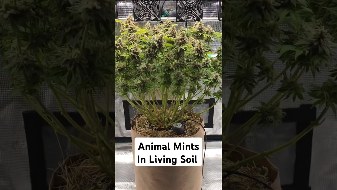 Animal Mints Strain in Living Soil von Couple of Plants - Kundenvideo - 100% organischer Anbau