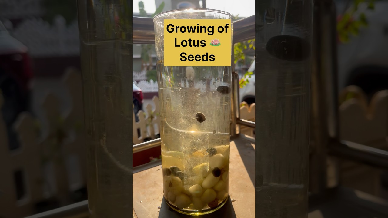 Growing of lotus 🪷 seeds