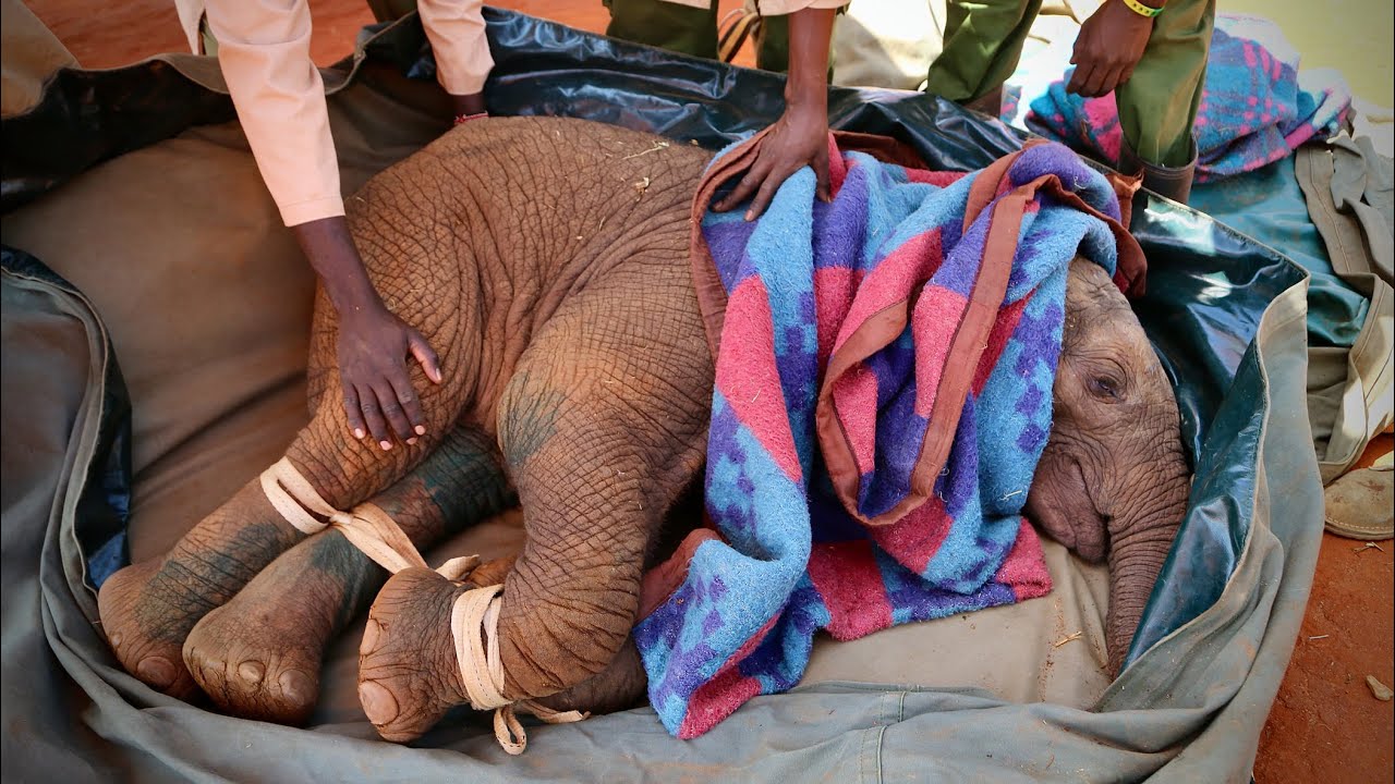 Rescue of Orphaned Elephant Taroha | Sheldrick Trust