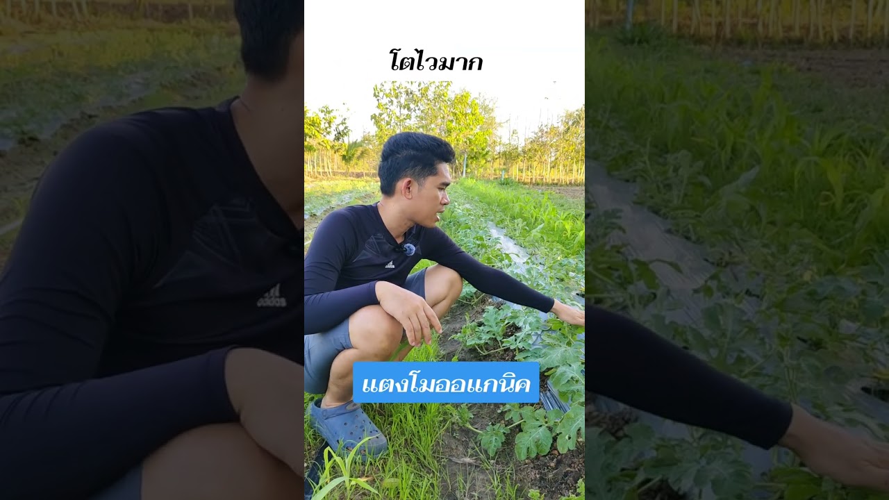 แตงโมออแกนิคโตไวมาก