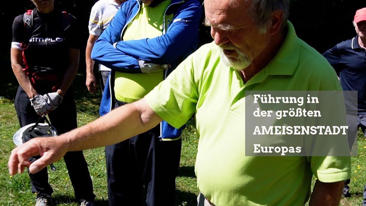 Größte Ameisenstadt Europas im Dellenhäule
