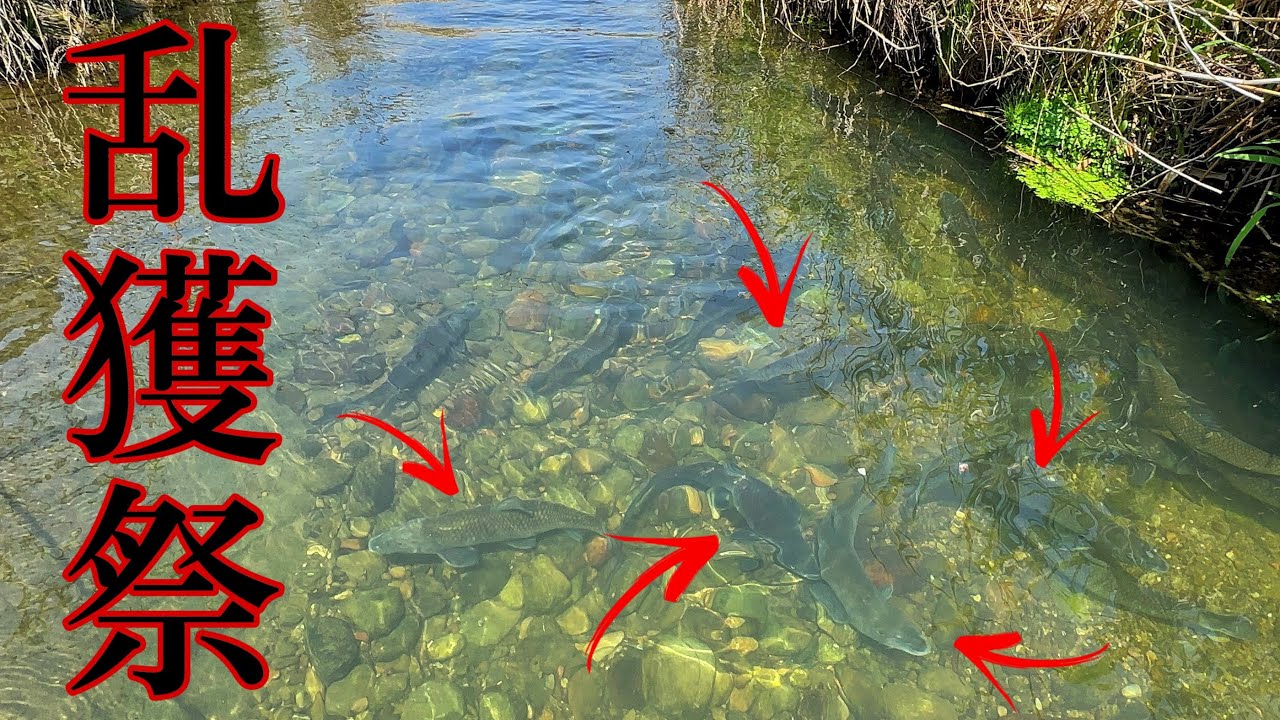 巨大魚が支配する川でガサガサしてみたらまさかの結果に&hellip;
