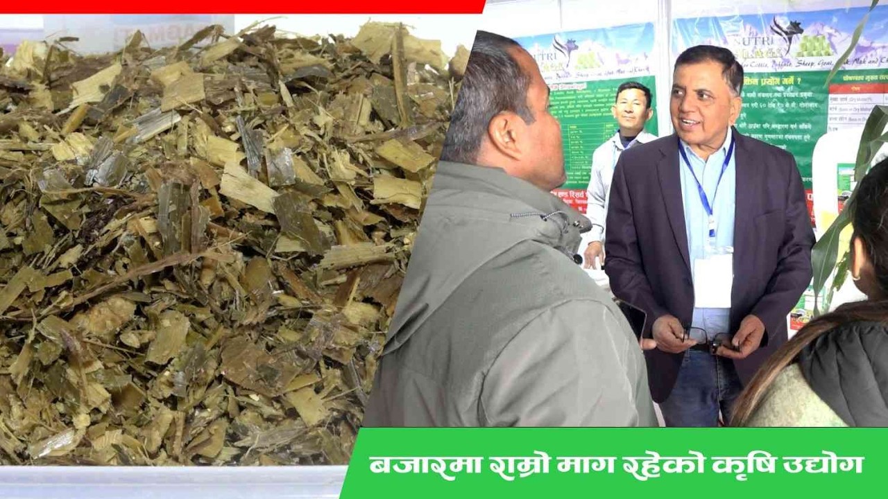 बजारमा एकदमै माग रहेको साइलेज उद्योग सम्बन्धी जानकारी || silage making process ll silage Nepal ||