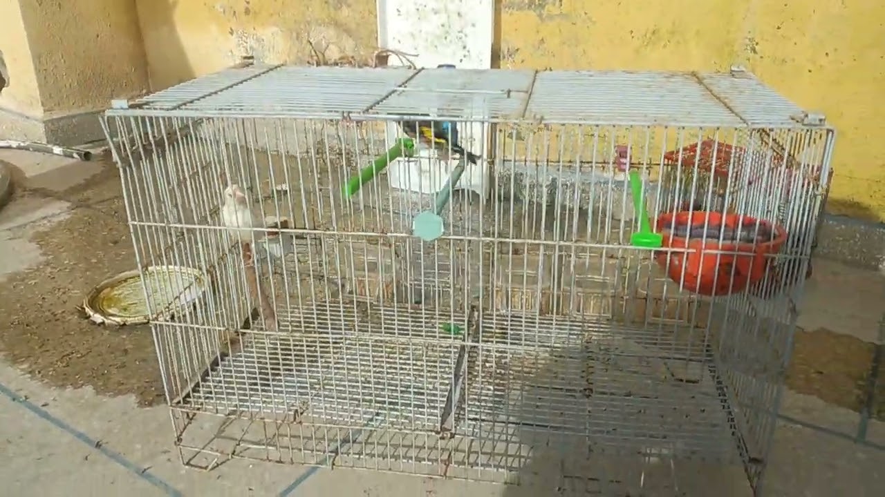 إنتاج طائر هجين الحسون