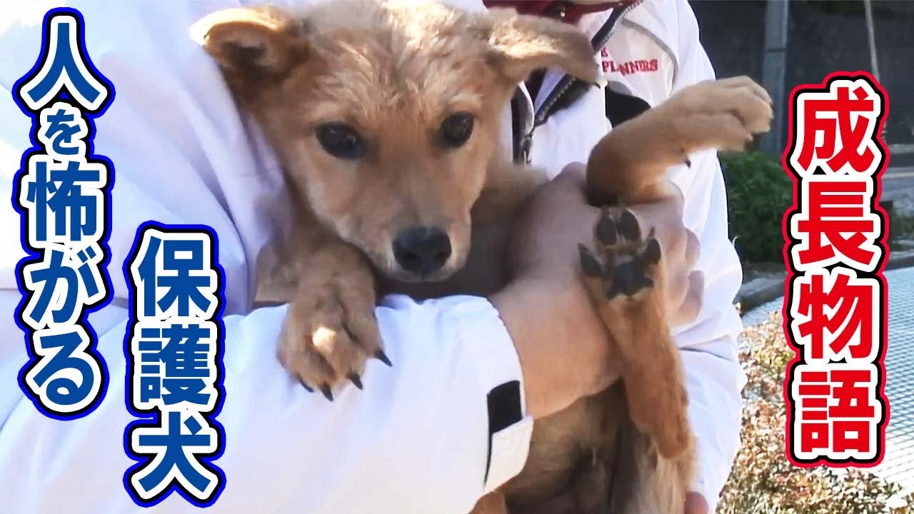 【まさかの結末】人を恐れていた犬が、人の命を救う救助犬に。