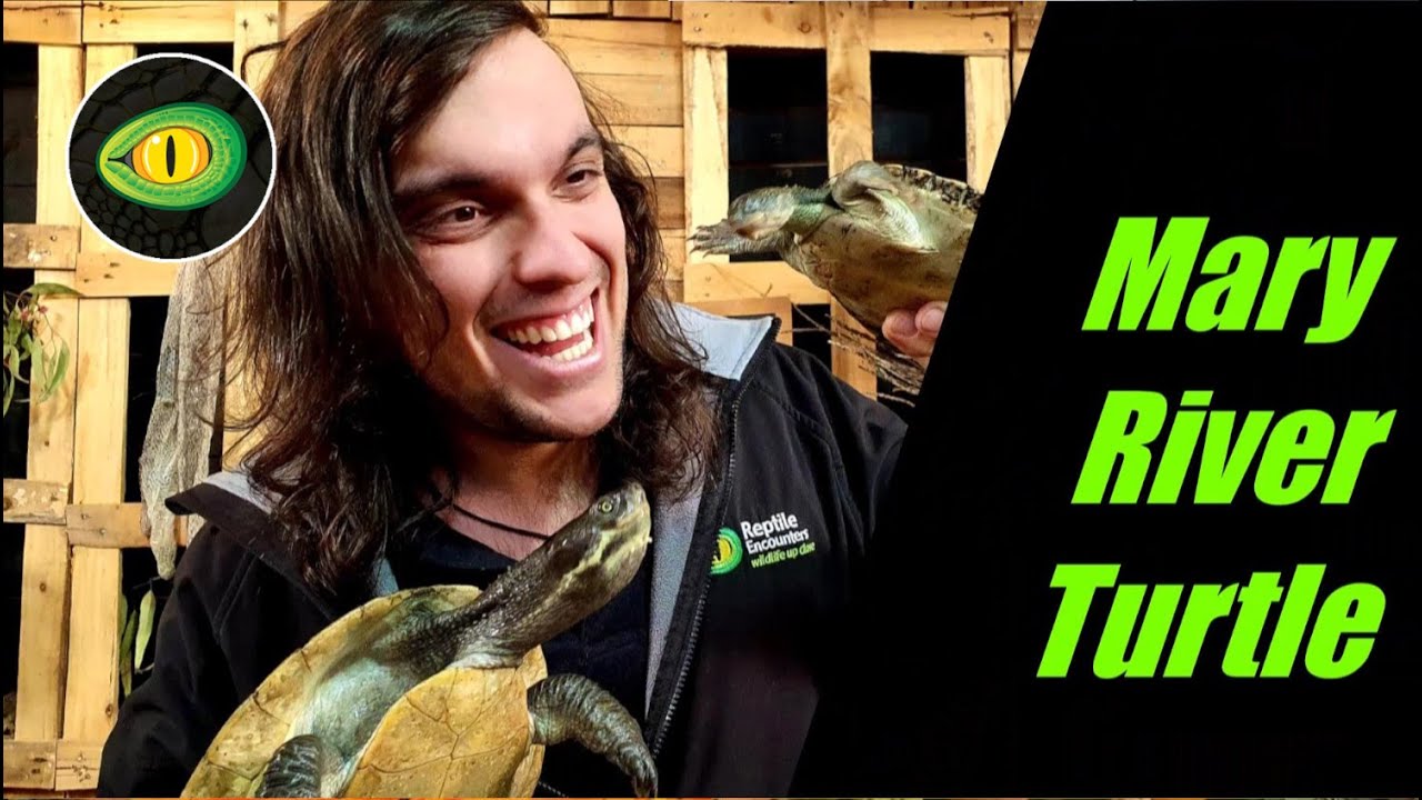 The plight of the Mary River Turtle