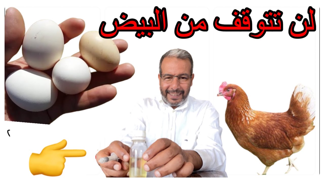 هذا السر يجعل الدجاج لا يتوقف عن البيض طوال العام