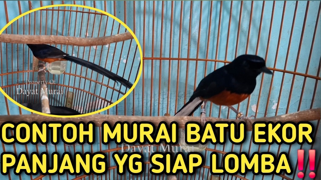 MURAI BATU EKOR PANJANG YG SIAP LOMBA‼️