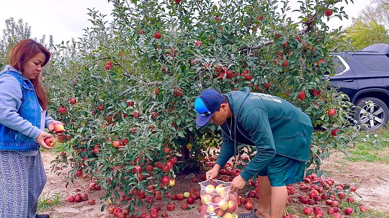 🍎 Яблоневый сад // Яблоки растут🍏