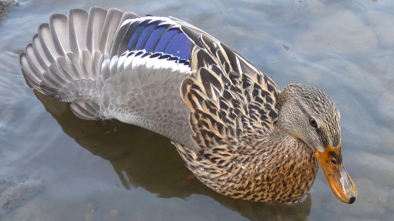 Mallard Duck Hen (Anas platyrhynchos) is curious & flexible (also cute and beautiful as usual)(4K)