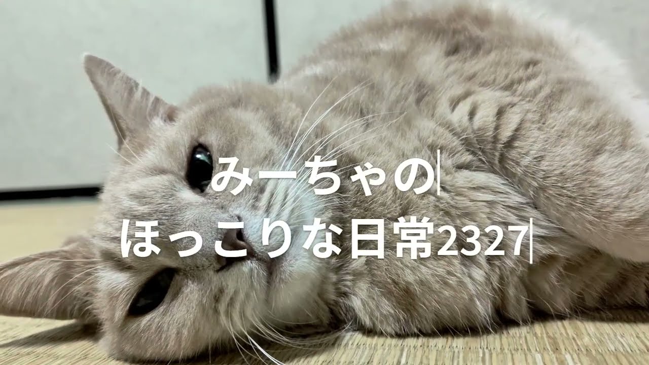 みーちゃんのほっこりな日常2327