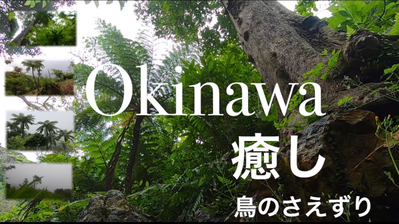 【沖縄やんばるの森 自然音】鳥のさえずり90分　癒し、リラクゼーション、作業用