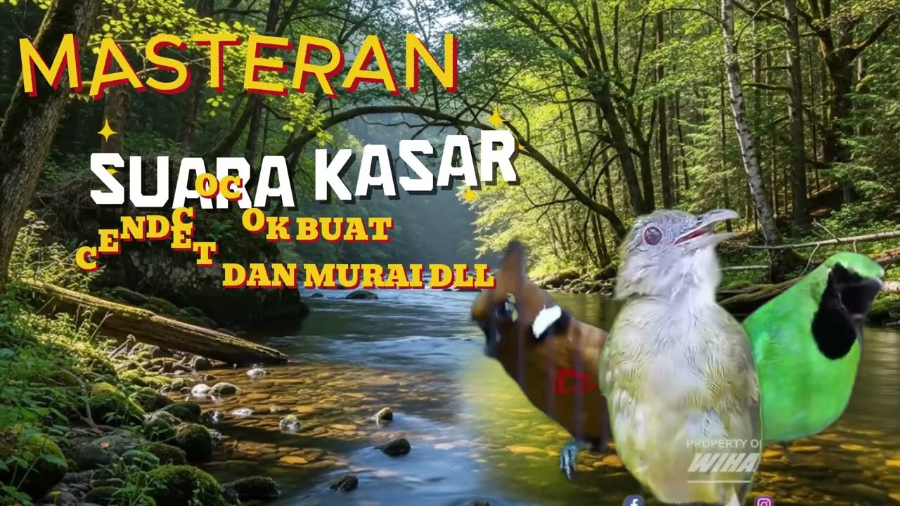 awas!!!! masteran kusus cendet,murai,cak ijo dll #kicaumania #cendet #muraibatuindonesia