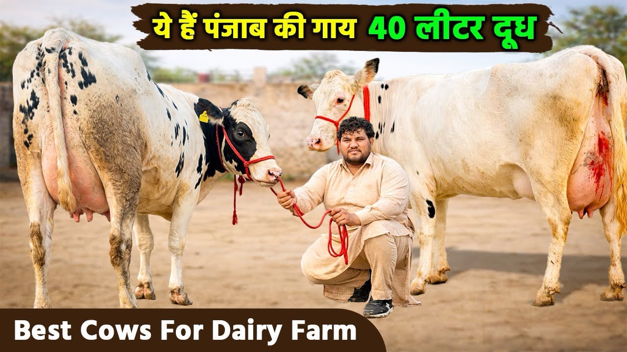 40 40 लीटर दूध वाली 14 गाय बिकाऊ 🙏, Best HF Cows For Dairy Farm, 25-40 ltr Milk per Day 👌